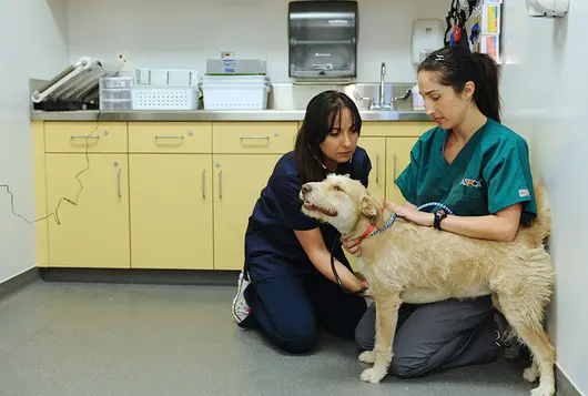 dog having exam with stethoscope