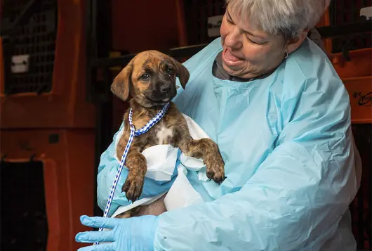 staff holding puppy on transport van