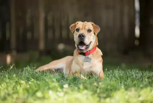 tan dog smiling outdoors