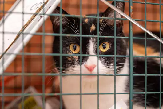 black and white cat in cage