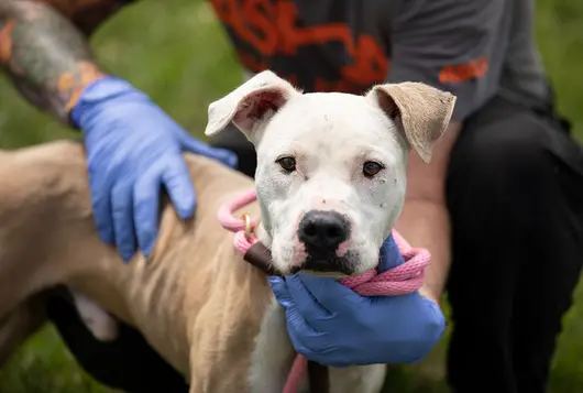 white dog with handler wearing gloves