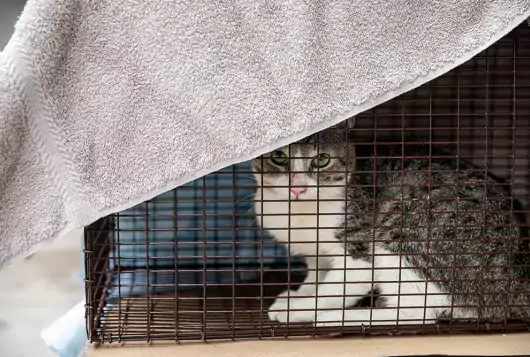 cat in cage for transport