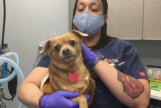 staff with dog in clinic ppe