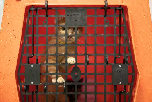 cat in transport cage