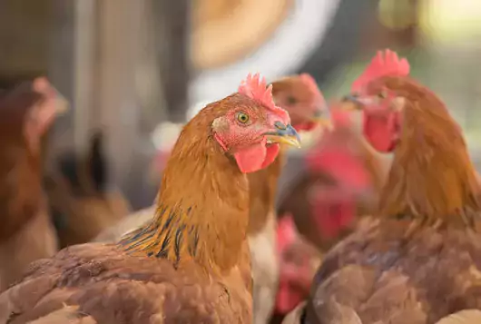 closeup of chickens