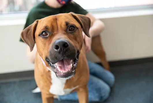 hound mix indoors