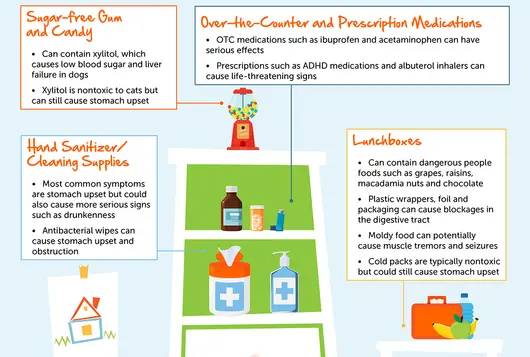 graphic of common pet toxins