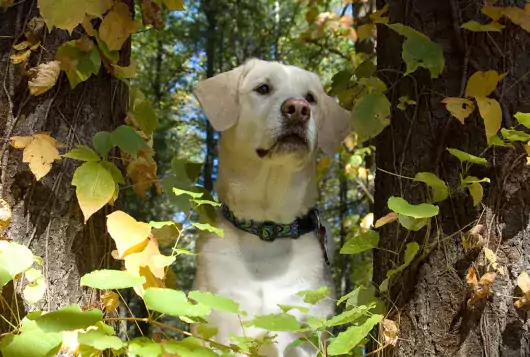 A yellow lab looks ahead next to two trees.