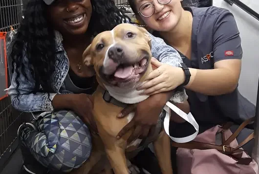 tan pit type dog with veterinarian in clinic