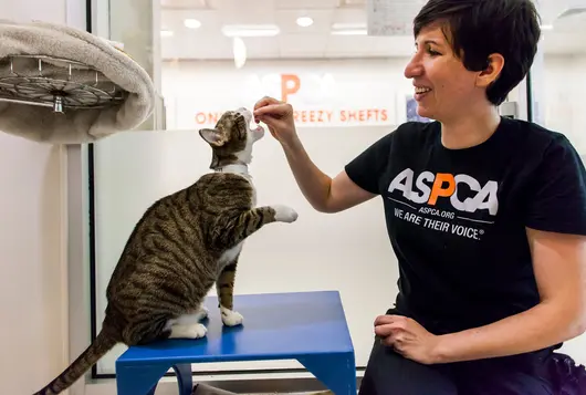 adi hovav feeds a brown and white cat