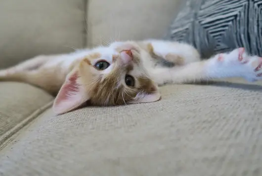 white kitten stretching on tan couch