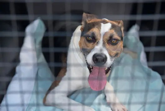 black and white dog inside cage for transport happy