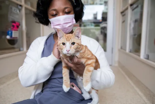 medical staff in PPE holding tan and white cat