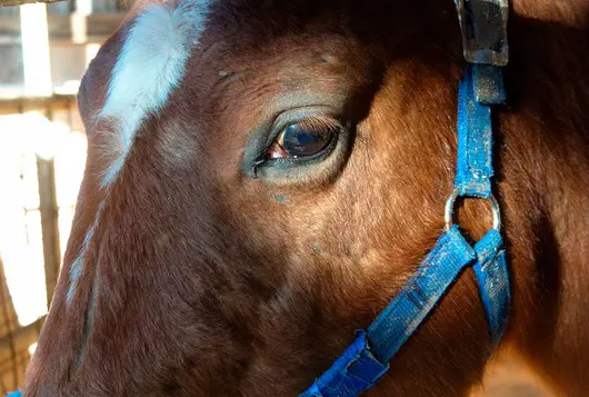 brown horse with blue harness inside stable