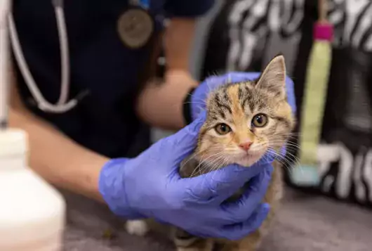 tan and black kitten having exam by veterinary staff wearing gloves and stethoscope