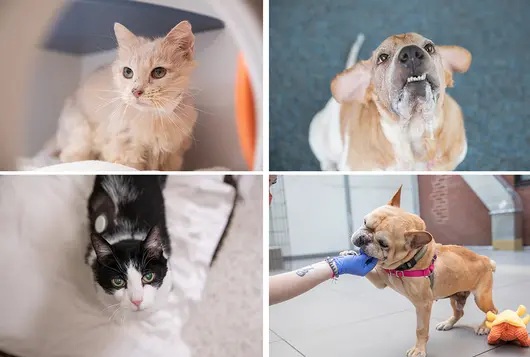 two senior dogs and two senior cats pose for photos in the shelter