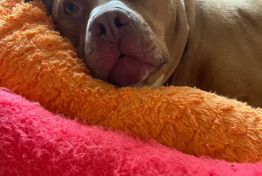 brown dog lying in orange and red bed looking comfortable