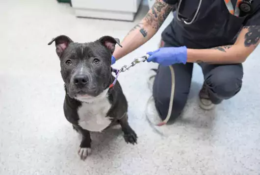 gray and white pit type dog on floor of exam room looking at camera with staff holding leash