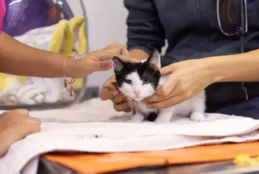small black and white cat has exam two pairs of hands are petting the animal