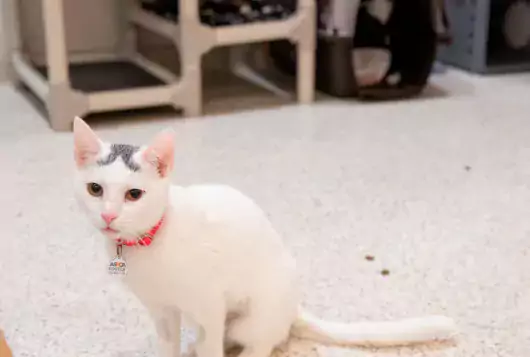 a white and black cat sits on the floor in a cat room looking at camera
