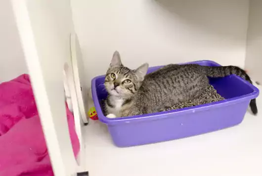 grey cat sits in a purple catbox
