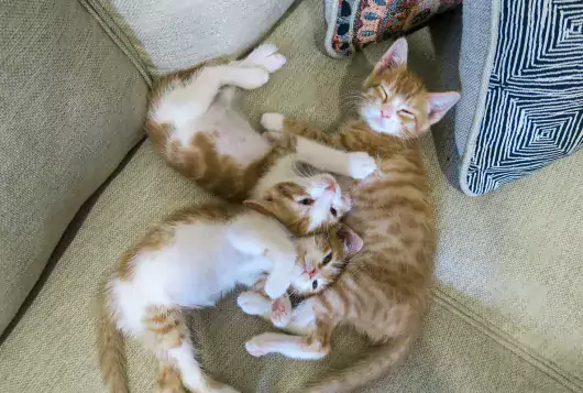 three tan and white kittens stretched out playing on sofa