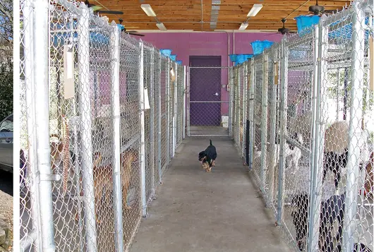 MSPCA entrance Whitney, who is blind, is one of MSPCA’s successful transports. Her seeing-eye buddy, EmmyLou, is at right