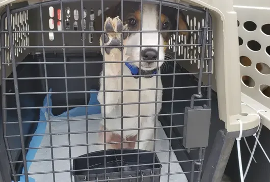 Dog inside of crate