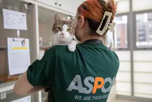 White and brown cat being held by ASPCA staff member in shelter