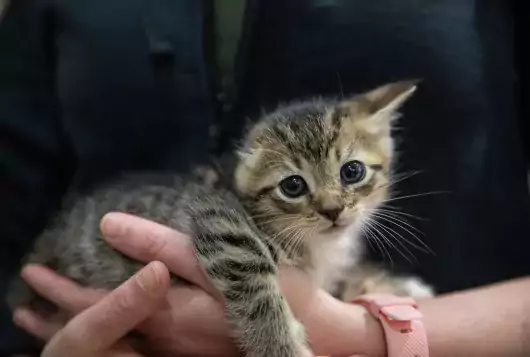 Kitten being held by ASPCA staff