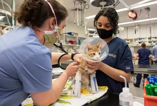 Cat on examination table with cone