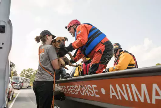 Two ASPCA team members rescuing a brown dog