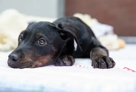 black dog laying on blanket