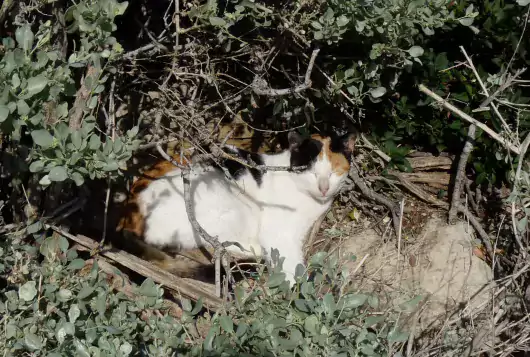 Community cat asleep in bushes