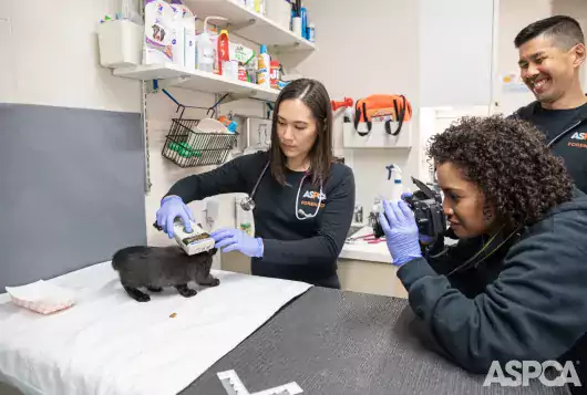 ASPCA team performing an exam on a kitten 