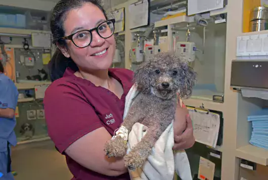 Person with long dark hair and glasses holding a poodle mix dog with an injured leg wrapped in a blanket