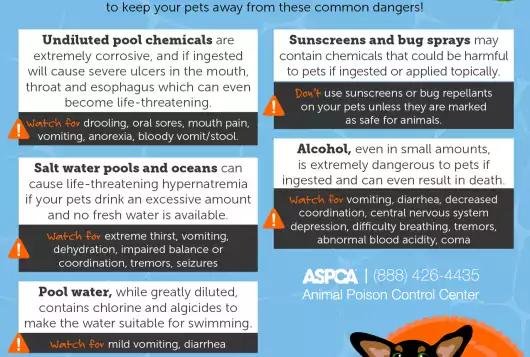 Pet Pool Safety