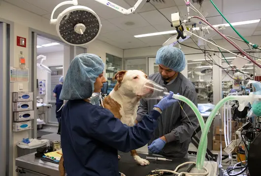 People in scrubs preparing a large white and brown dog for surgery