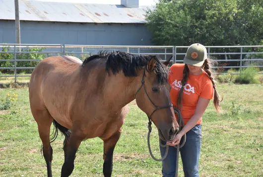 ASPCA team member standing next to brown horse in a field