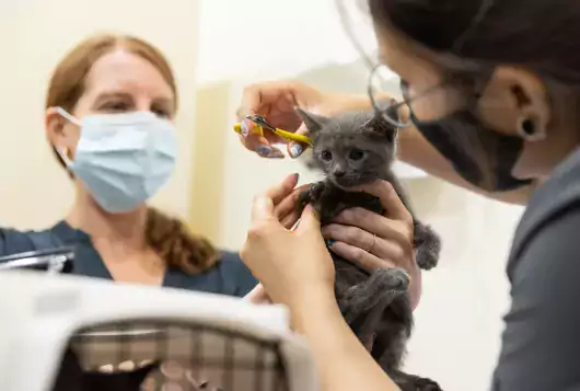 Gray kitten being held by two people wearing masks about to get its nails trimmed