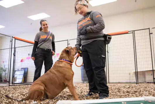 Two aspca staff members training a large brown dog