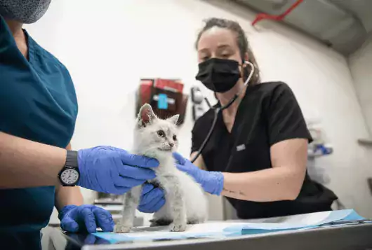 two staff in scrubs and ppe examine a white young cat