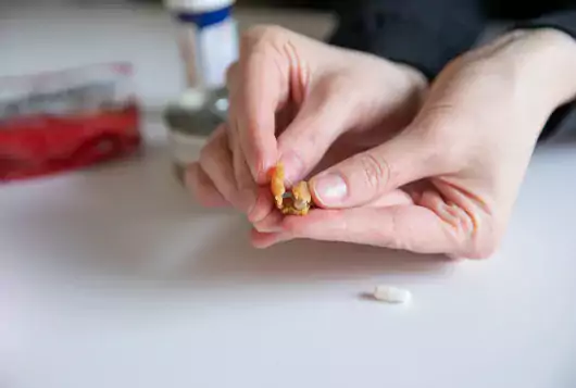 pair of hands breaking apart a bit of food to hide a pill inside