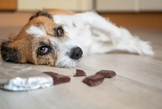 a small terrier type dog is lying awake on the floor next to an open bar of chocolate