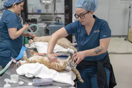 Preparing a cat for surgery