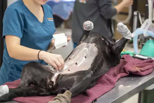 Prepping a dog for surgery