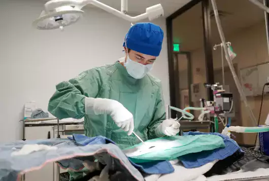 Veterinarian performing a spay surgery