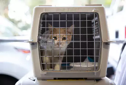 kitten looks out from inside a crate preparing for transport