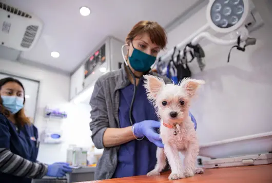 White dog in foreground being examined by a medical professional with mask and gloves on in background