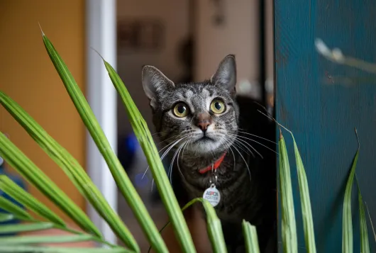 photo of cat behind a plant